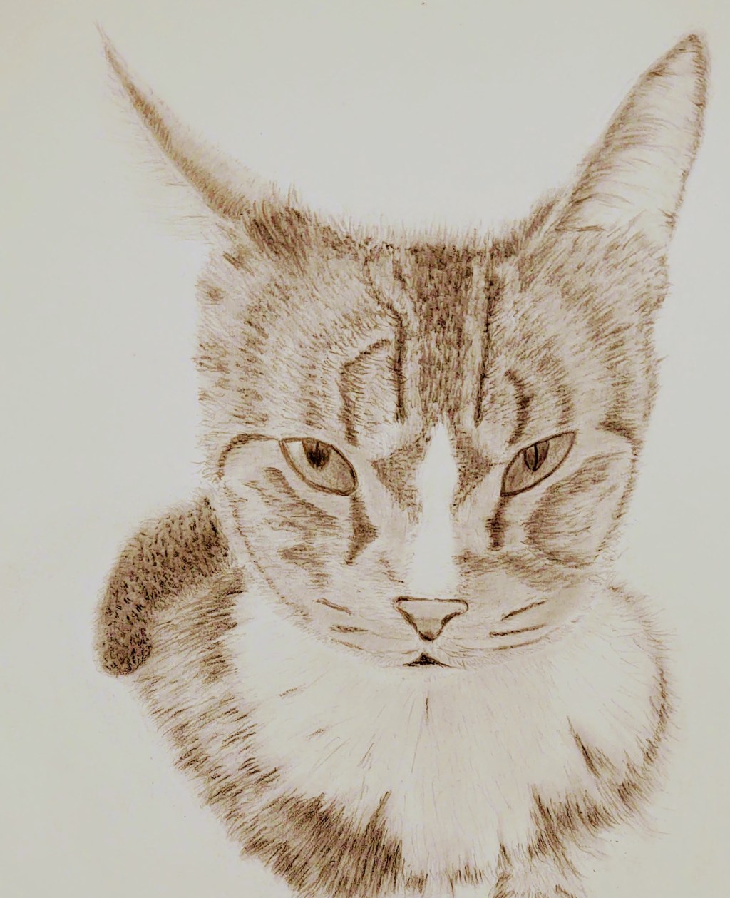 Tomcat in pencil