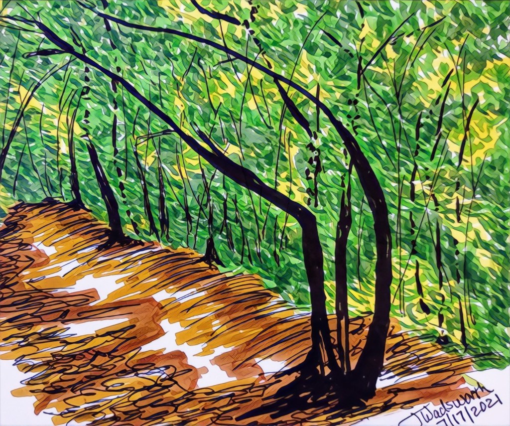 Woodland Forest in Kent&nbsp;England